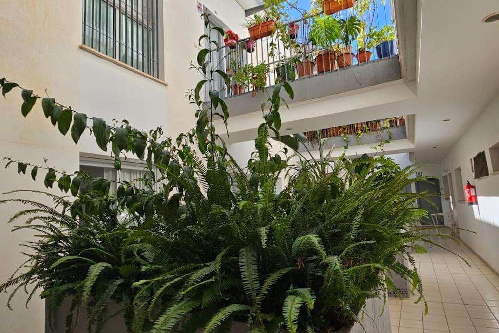 Trinidad Centro Málaga
